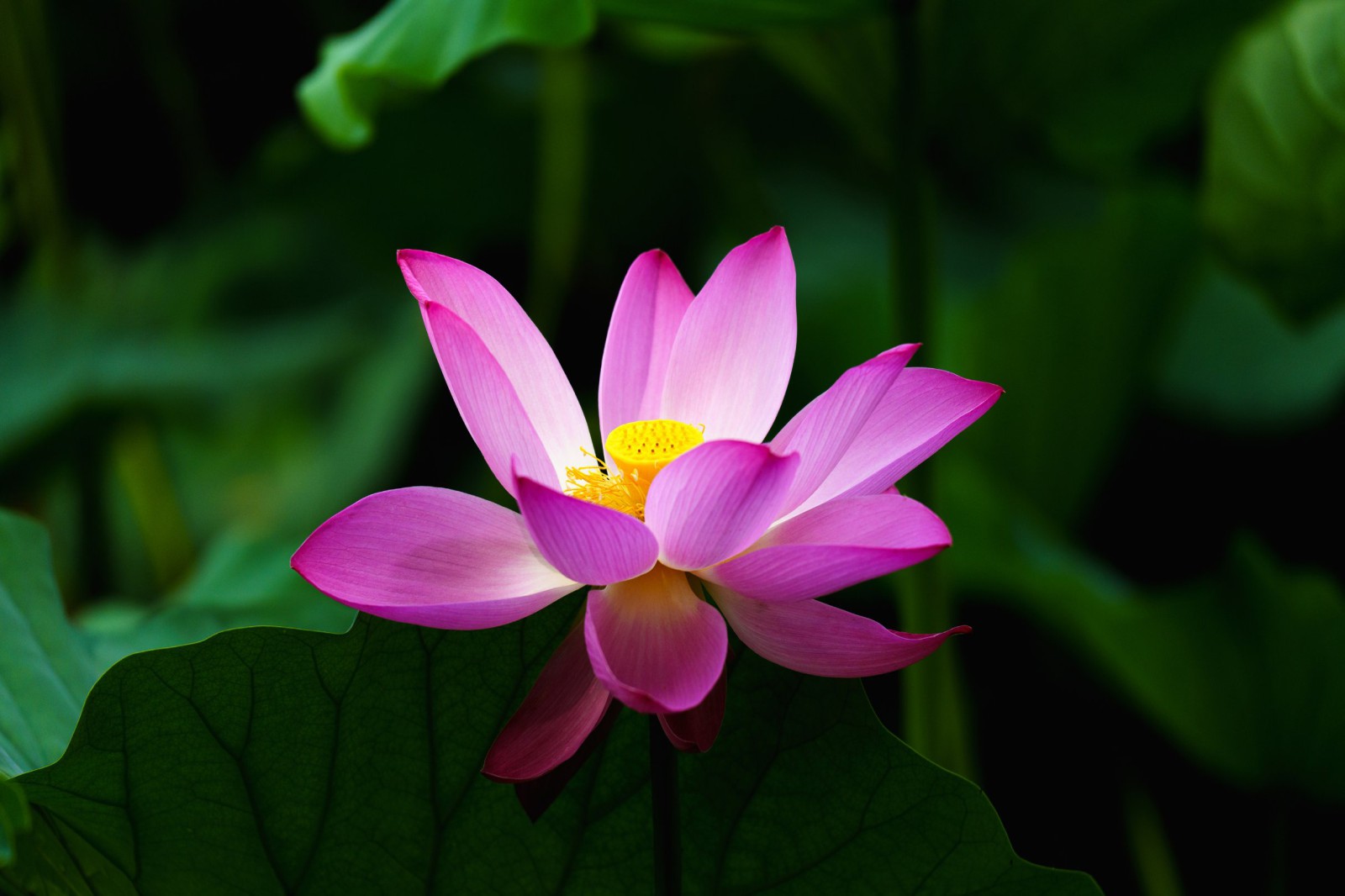 The Ultimate Currency